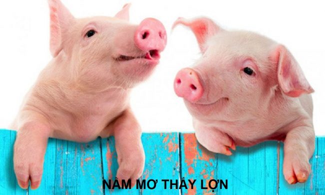 mo thay lon