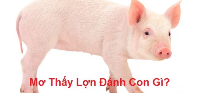 mo thay lon danh con gi